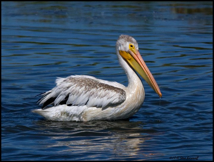 _0SB3568 american white pelican.jpg